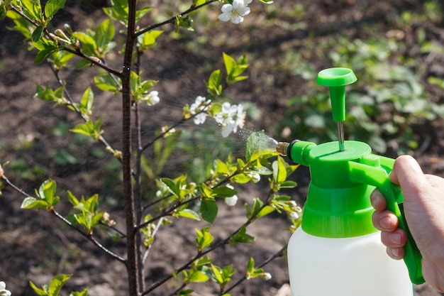 El agricultor está rociando una solución de agua en ramas de manzano con flores blancas. Proteger los árboles frutales de enfermedades fúngicas o alimañas en primavera. Enfoque selectivo en las flores.