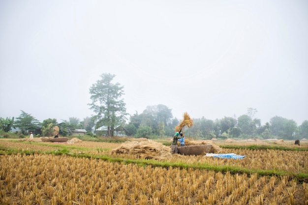 El agricultor estaba golpeando los arrozales en el suelo.