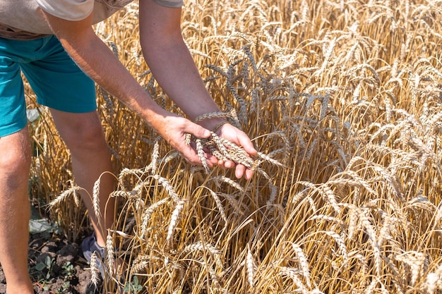 El agricultor examina las espigas maduras de trigo que sostiene en sus manos Cosecha lista para la cosecha