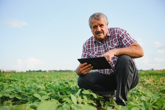 Agricultor examinando planta de soja verde em um campo