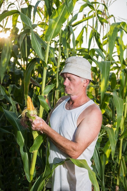 Agricultor examinando plantas de maíz en el campo.