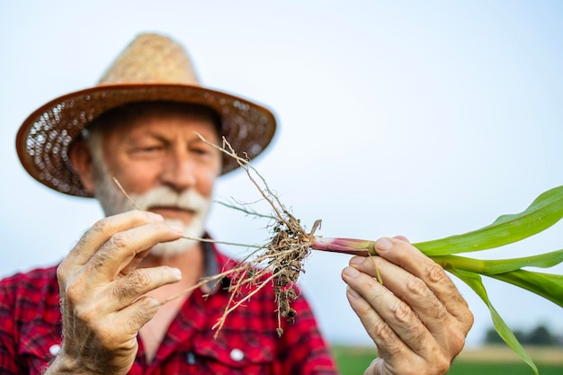 Agricultor experimentado de pie en el campo analizando la raíz de maíz