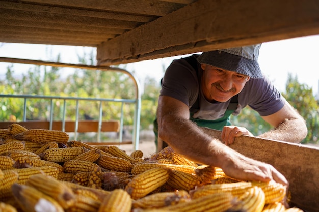 Agricultor feliz está satisfeito com sua colheita de milho na zona rural