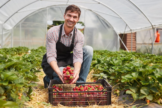 Agricultor feliz trabalhando em estufa de morango