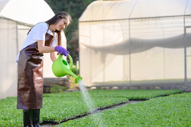 Agricultor feminino com colheita de vegetais orgânicos em uma estufa.