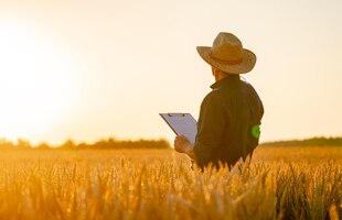 Foto agricultor fica no campo de trigo de estupro com a pasta nas mãos. temporada de colheita. pôr do sol em um prado de trigo. vista de trás.
