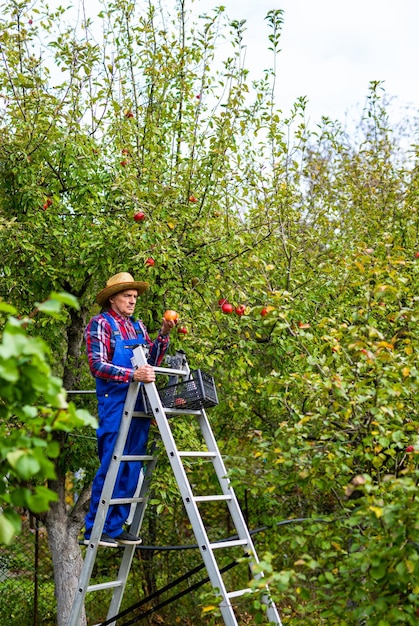 Agricultor en general de pie en la escalera y sosteniendo una manzana Agricultor disfrutando del olor de la manzana cultivada por él mismo en su huerto