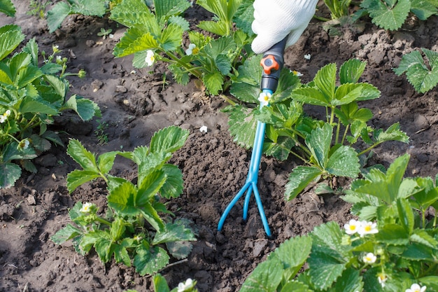 Agricultor con guantes blancos está aflojando la tierra alrededor de los arbustos de fresa con un pequeño rastrillo de jardín manual