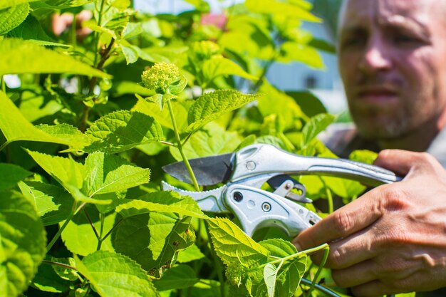 Foto el agricultor hace la poda de arbustos con secadores herramientas de jardinería concepto agrícola temporada agrícola y cuidado de las plantas