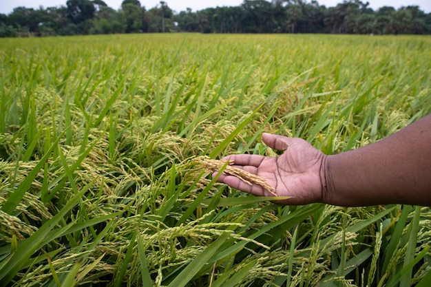 Agricultor Handholding grano maduro de conceptos de agricultura de campo de arroz