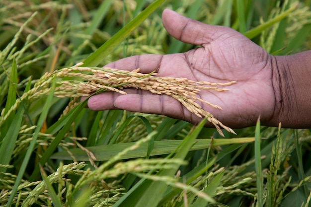 Foto agricultor handholding grano maduro de conceptos de agricultura de campo de arroz