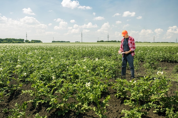 Agricultor hombre en el campo agrícola de patatas agricultor controla la calidad de la cosecha de patatas