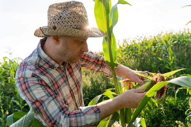 Foto agricultor idoso examina sementes de milho em campos de milho