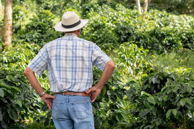 Agricultor idoso observando as lavouras de café que plantou. Homem sênior olhando para a natureza