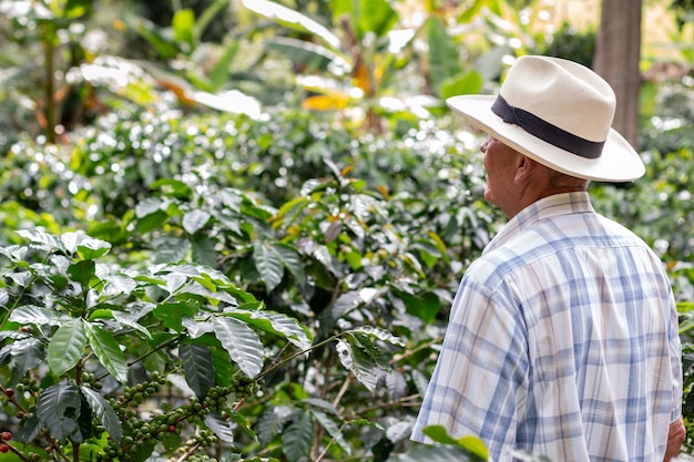 Agricultor idoso olhando para suas colheitas de café. Idoso colombiano olhando para seu campo
