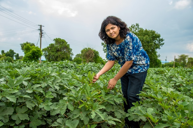 Agricultor indiano jovem na planta de quiabo ou campo agrícola ladyfinger.
