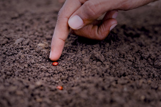 agricultor indiano, plantio de sementes de lentilha