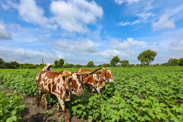 Agricultor indiano trabalhando com touro em seu campo de algodão