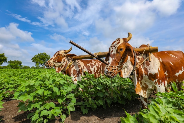 Agricultor indiano trabalhando com touro em seu campo de algodão