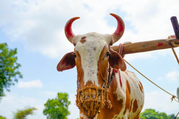 Agricultor indiano trabalhando com touro em sua fazenda.