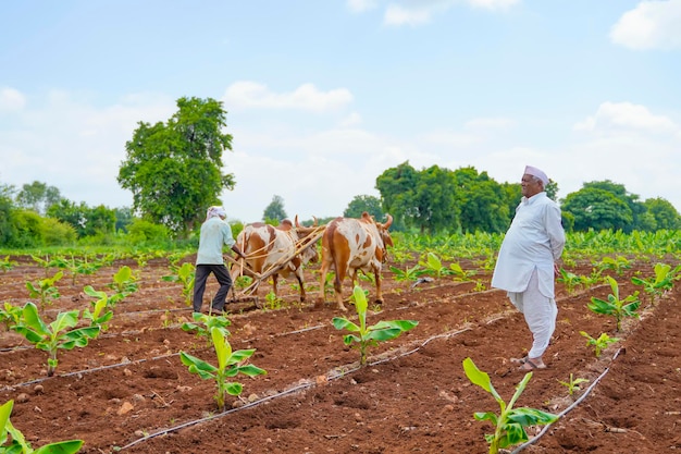 Agricultor indiano trabalhando com touro em sua fazenda.