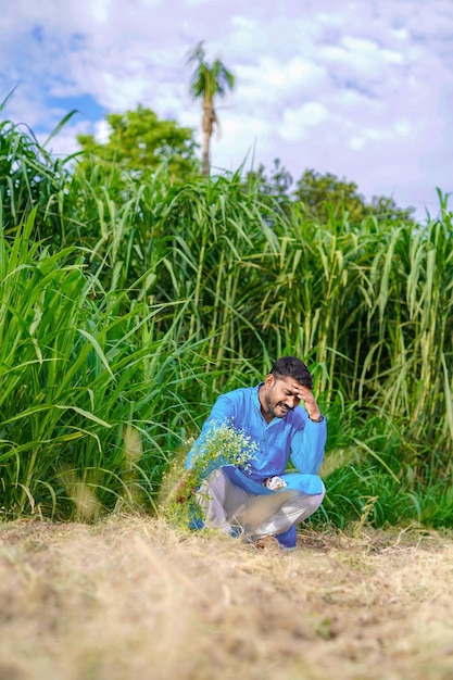 Agricultor indio en el campo de caña de azúcar