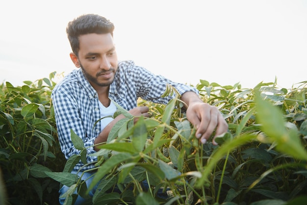 Un agricultor indio trabaja en un campo de soja. El agricultor examina e inspecciona las plantas.