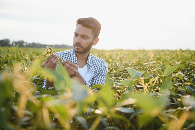 Un agricultor indio trabaja en un campo de soja El agricultor examina e inspecciona las plantas