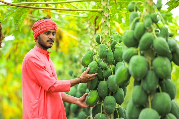 Agricultor indio en un traje tradicional en el campo de papaya