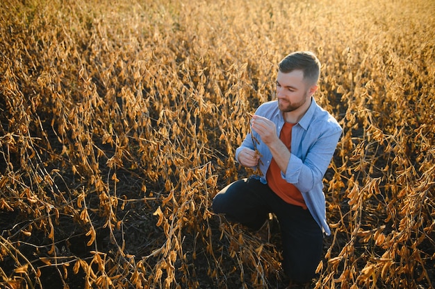 Un agricultor inspecciona un campo de soja El concepto de la cosecha