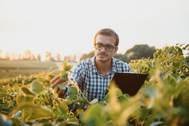 Un agricultor inspecciona un campo de soja verde. El concepto de la cosecha