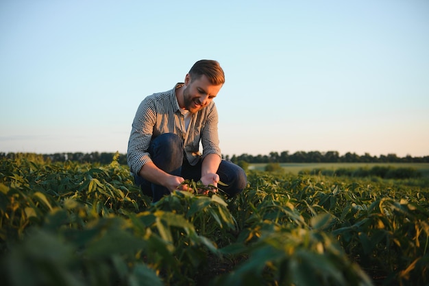 Un agricultor inspecciona un campo de soja verde El concepto de la cosecha