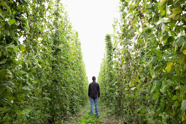 Un agricultor inspecciona una plantación de frijol Cosecha