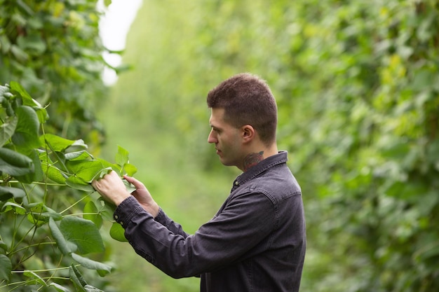 Un agricultor inspecciona las vainas de judías verdes Cosecha de judías