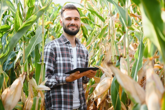 Agricultor inspeccionando los años de cosecha de maíz o maíz dulce.