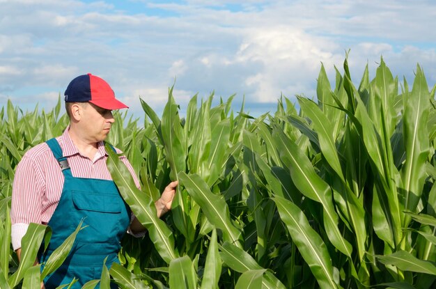 Agricultor inspeccionando campo de maíz