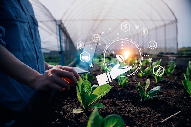 Agricultor inteligente que usa la aplicación por conceptos de tableta verduras modernas y lechuga de jardinería en invernadero e ícono visual