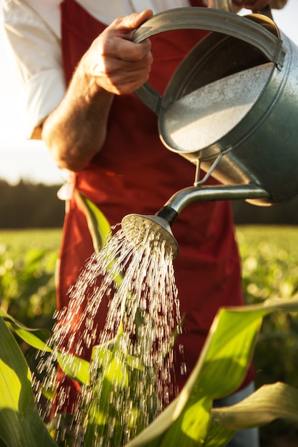 Agricultor, irigating, seu, milho, campo, com, lata molhando