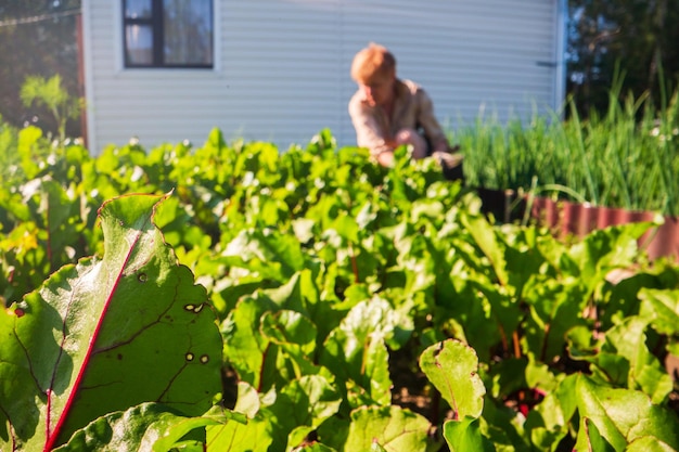 Agricultor en el jardín de la granja entre plantas y camas Concepto de jardinería Trabajo agrícola estacional en la plantación