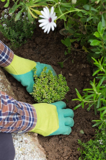 Agricultor jardineiro mãos em luvas plantando ervas