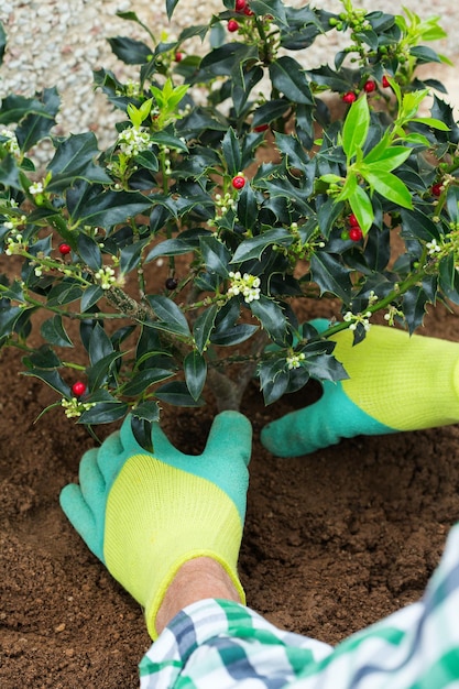 Agricultor jardineiro mãos em luvas plantando mudas de azevinho ilex