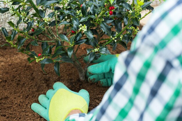 Agricultor jardineiro mãos em luvas plantando mudas de azevinho ilex