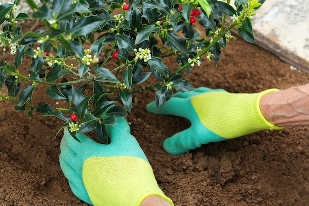 Agricultor jardinero manos en guantes plantando plántulas de acebo ilex