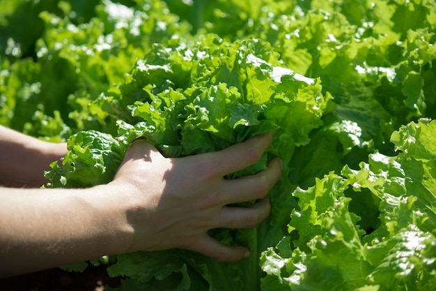 Agricultor con lechuga creciendo en suelo fértil