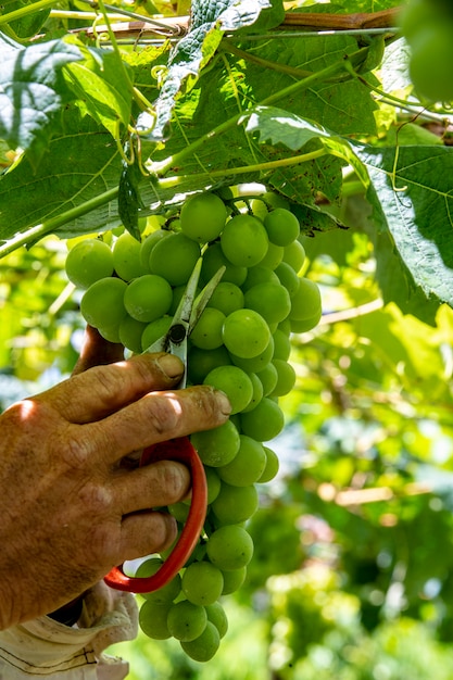 Agricultor limpiando racimo de uvas de mesa