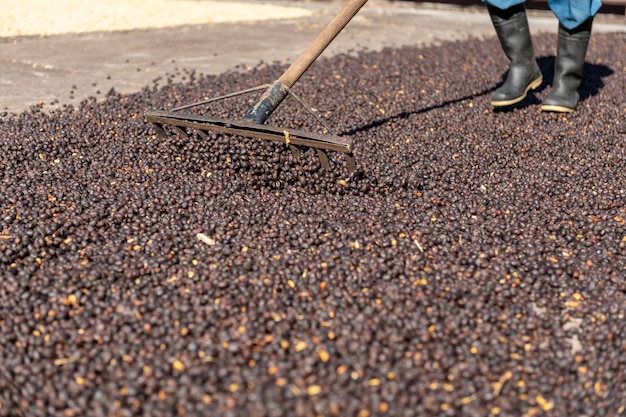 Agricultor local esparciendo granos de café natural verde para secar al sol Panamá Centroamérica