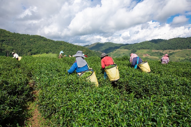 Agricultor local está coletando folhas de chá em áreas agrícolas na montanha