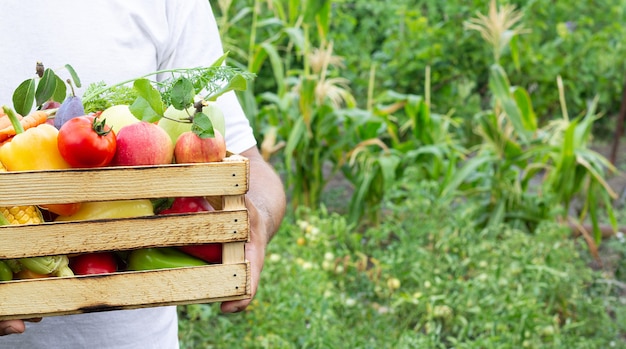 Agricultor local segurando uma caixa de madeira com vegetais orgânicos recém-colhidos do jardim