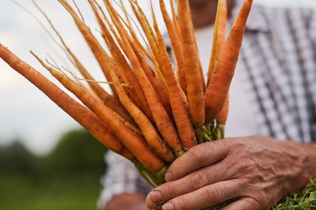 Foto agricultor maduro com um monte de cenouras na zona rural