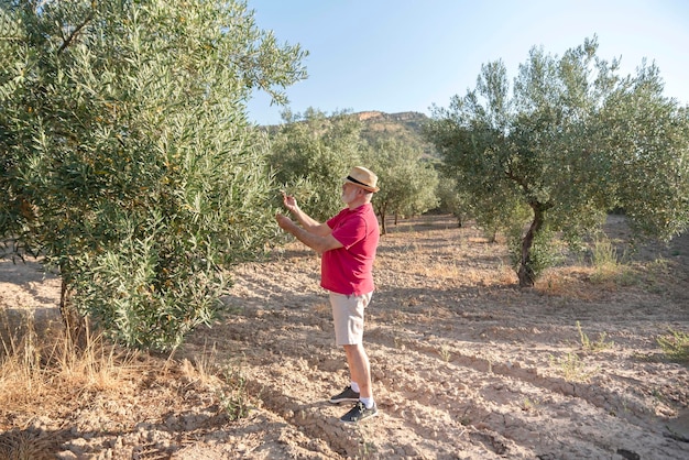 Agricultor mais velho verificando uma oliveira em uma fazenda de oliveiras